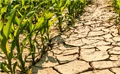 African Experiment Shows Maize Crops May Benefit from Rising CO2 Levels