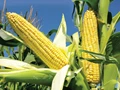 Maize: Planting Methods, Seed Treatment, Insect-Pest Management, and Intercropping