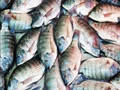 Biofloc Fish Farming: 5 High-Value Fish Varieties for Huge Profit