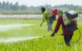 Andhra Pradesh Reports Drastic Fall in Pesticide Consumption
