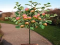 Apple Cultivation: Learn to Grow Apples in a Pot