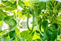 Bean Cultivation Promotes Bees and Increases Yields,