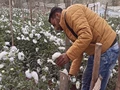 Graduate Turns To Polyhouse Floriculture With Govt Subsidies; Earns Rs. 5 lac Every Season
