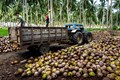 Coconut Development Board Organized Massive Campaign for Coconut Farmers
