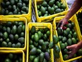 IG International Receives First Batch of Tanzanian Avocados Through Sea Shipment From Avo Africa