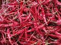 Red Chilli Prices Skyrocket In Telangana Due To Pest Attacks; Costs Rs 55,500 Per Quintal
