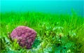 Carbon Sequestration: Seagrass Captures Carbon Much Faster Than Rainforests