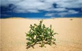 ‘Extreme' Plants Grow Much Faster Under Stressful Conditions