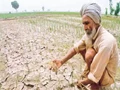 Kisan Mitra: Call Helpline To Get Answers For Your Farming Issues, Details Inside!