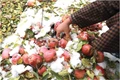Srinagar Farmers Demand Loan Waiver as Hailstorm Destroys 70% Fruit Crop