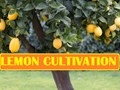 Lemon Farming: A Step-by-Step Guide to Grow Lemons at Home