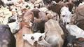 Mahapanchayat Held in Haryana Against Cattle Smuggling & Slaughter