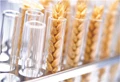 Scientists Develop  GM Wheat with Resistance to Salinity & Water Scarcity