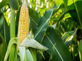 Crop Diversification: PAU Experts Recommend Growing Baby Corn