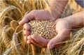Turkey Orders 50,000 Tonnes of Wheat from India for the First Time