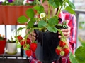 Strawberry Cultivation: Tips to Grow Strawberries in Containers/Pots