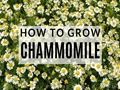 Chamomile Cultivation: Plant Chamomile in Your Garden By Using These Simple Techniques