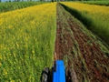 Green Manure: Benefits, Limitations and Policy Initiatives