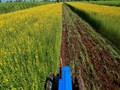 Green Manure: Benefits, Limitations and Policy Initiatives
