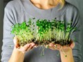 4 Fast-Growing Vegetable Crops for Your Kitchen Garden