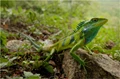 Climate Change Threatens Extinction of 1 out of Every 5 Reptile Species, says IUCN Study