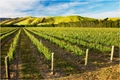 New Zealand Crops at Risk if Carbon Emissions aren't Reduced, says Research