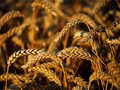 India’s Wheat Ban Might Prove Costly for Farmers, Say Experts