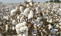 CAI Requests MCX to Prohibit Cotton Futures Speculation