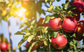 Know Why Kashmiri Farmers are Preferring Apples Over Almonds