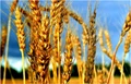 Argentina Becomes First Nation to Allow GM Wheat Planting