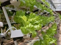 Want to Start a Hydroponics Business? Expert Offers 5 Success Strategies