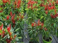 Chilli Cultivation: 6 Tips to Care for Your Chilli Plants to Receive a Bountiful Yield