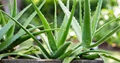 Profitable Agri-Business Idea: Start Aloe Vera Cultivation with These Easy Steps & Earn in Lakhs