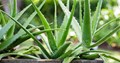 Profitable Agri-Business Idea: Start Aloe Vera Cultivation with These Easy Steps & Earn in Lakhs