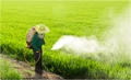 Insecticides India Ltd Receives Patent for 2 New Compounds