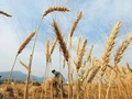 Wheat Prices Reached All-time High Following India's Export Ban