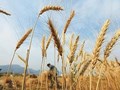 Wheat Prices Reached All-time High Following India's Export Ban