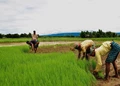 Good Agriculture Practices for Agriculture Sustainability and Food Security