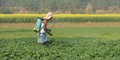 Govt Hikes Subsidy on Pesticides