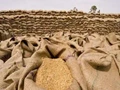 Wheat Export Ban: G-7 Likely To Put More Pressure On India To Lift Restriction On Wheat Exports
