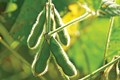 ICAR Develops New “Climate- Smart” Soyabean Varieties for Cultivation
