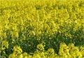India's Oilmeal Export Boosted by Rapeseed Meal, says SEA