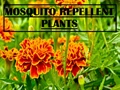 4 Plants to Grow This Monsoon Season to Keep Mosquitoes at Bay