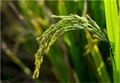 IRRI to Conduct Research into Stress-Tolerant Rice Varieties