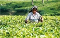 Tea Board Plans to Export 300 mkg of Tea in Next 5 Years