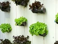 Vertical Gardening: Learn to Grow Fresh Vegetables Using Plastic Bottles