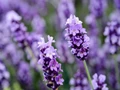 Lavender Cultivation Guide: Season, Seed Rate, Field Preparation, Transplanting, and Irrigation