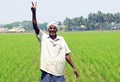 Higher Support prices (MSP) for Paddy