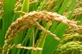 IRRI Creates 27 New High Yielding Rice Varieties Suitable for Various Climatic Zones