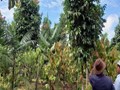 Farmers And the Environment Both Can Benefit from Agroforestry In India: Study